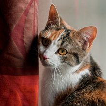 Как уберечь шторы от кота?